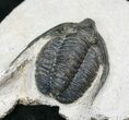 Uncommon Diademaproetus Trilobite - Ofaten, Morocco #15668-1